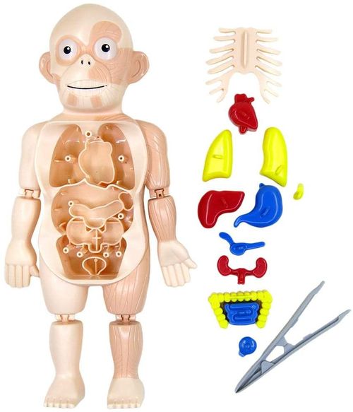 Brinquedo Kit Médico Corpo Humano