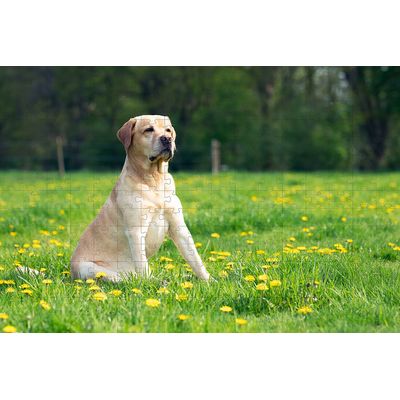 Quebra-Cabeça Cognitivo Reabilitação para Idosos - Cachorros