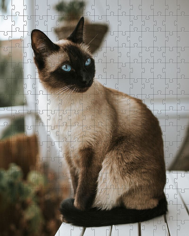 17316686873356