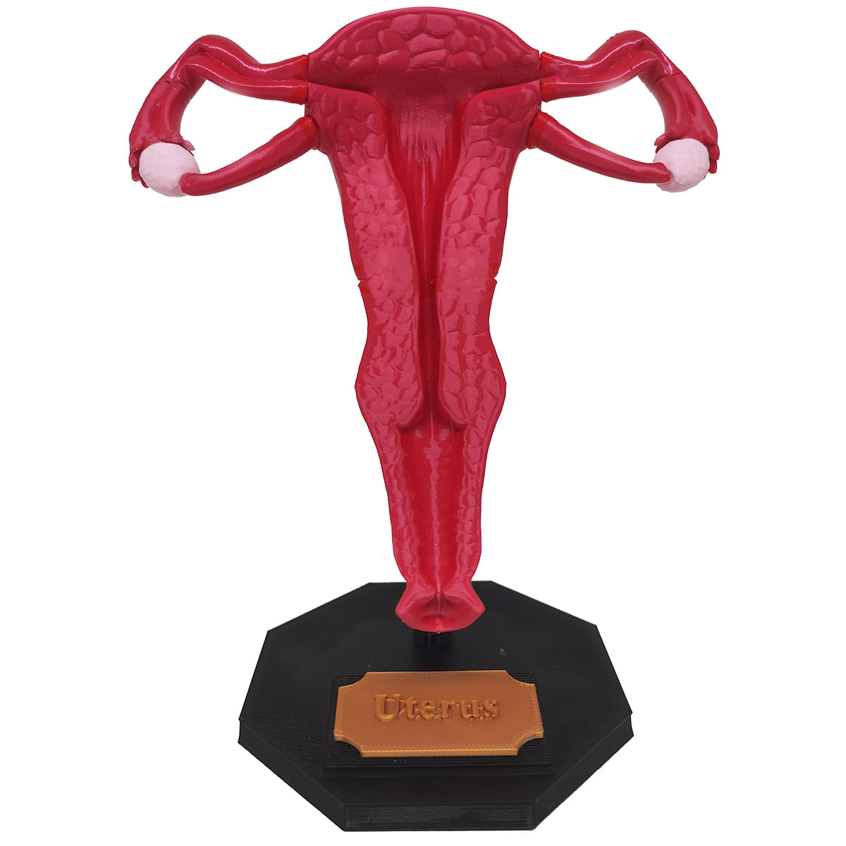  tero 3D Anatomia Estudo Ov rio Trompas De Fal pio Medicina Ensino 
