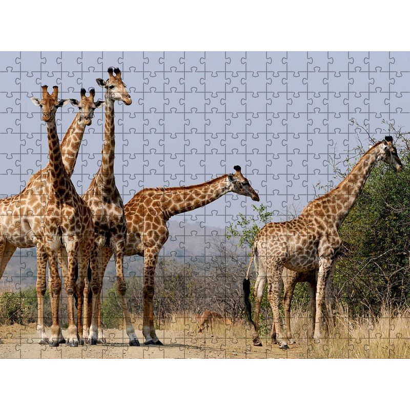 17466477241848