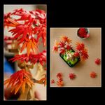 LEGO---Botanicals---Bonsai-de-Bordo-japones-Vermelho---10348-9
