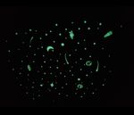 17537882421463